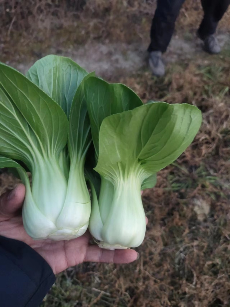 上海青精品油菜产地油菜四川青菜货源充足稳定