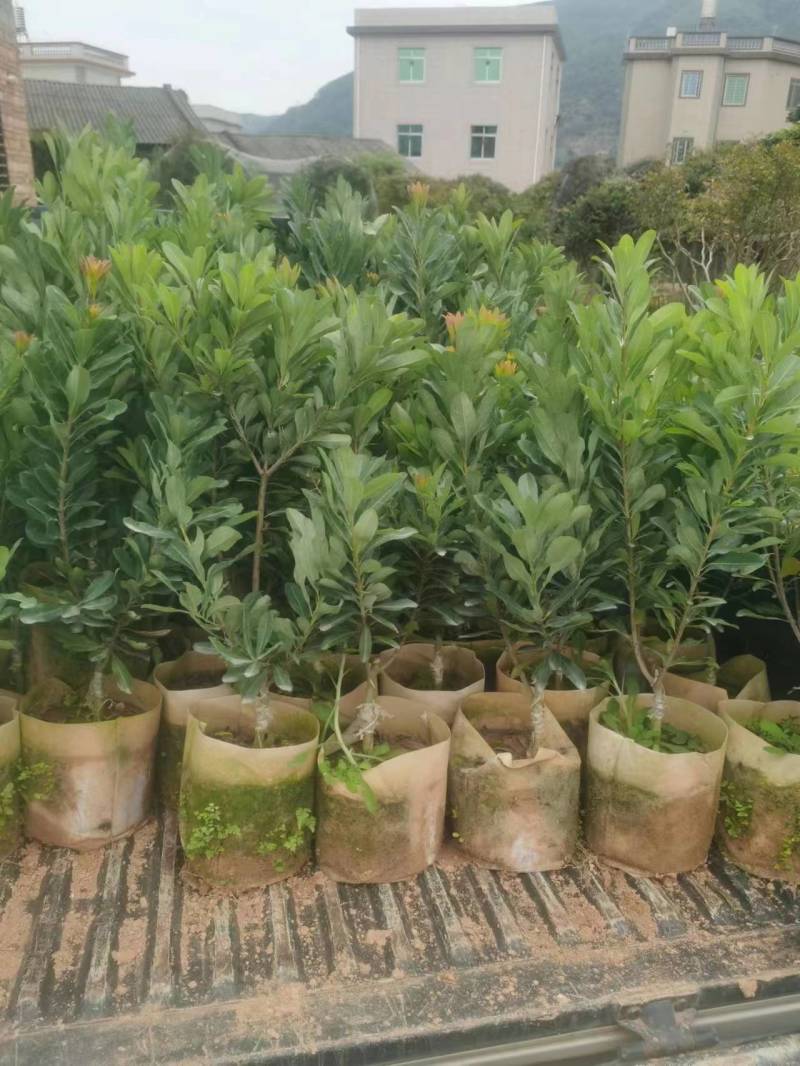 软丝早杨梅苗（安海早）（中梅早）新品种《存活率高》
