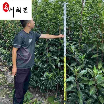 法国冬青绿篱绿化苗木批发四季常绿1.2-2米法国冬青