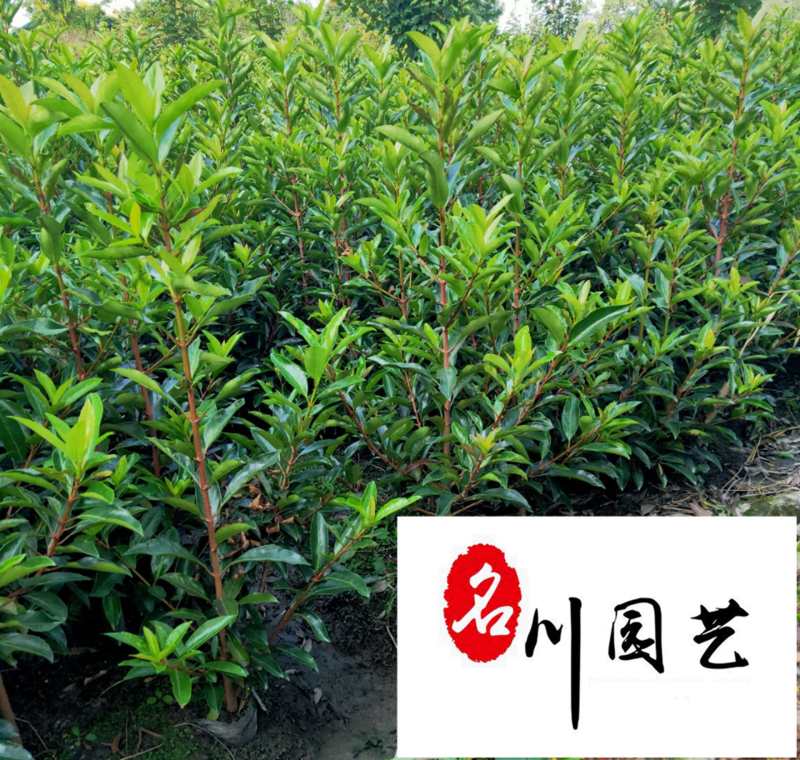 法国冬青绿篱绿化苗木批发四季常绿1.2-2米法国冬青