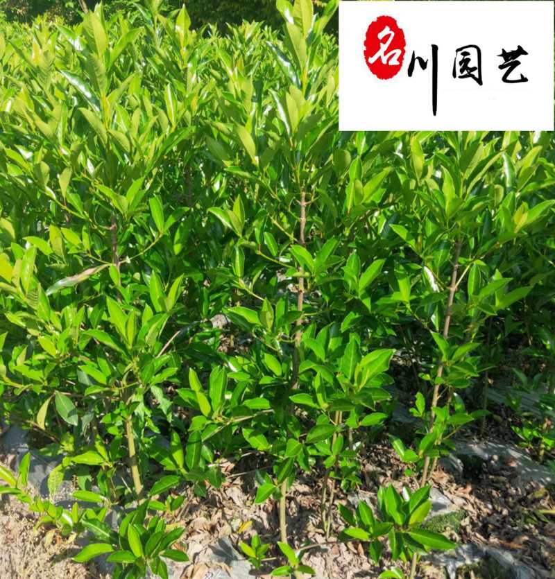 法国冬青绿篱绿化苗木批发四季常绿1.2-2米法国冬青