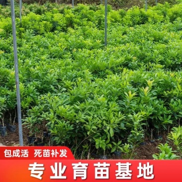 软丝早杨梅苗（安海早）（中梅早）新品种《存活率高》