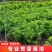 软丝早杨梅苗（安海早）（中梅早）新品种《存活率高》