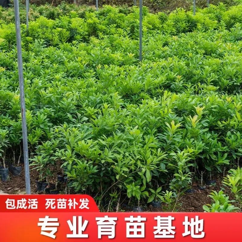 软丝早杨梅苗（安海早）（中梅早）新品种《存活率高》