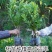 软丝早杨梅苗（安海早）（中梅早）新品种《存活率高》