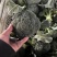 七星台镇精品西蓝花大量现货量大从优价格美丽