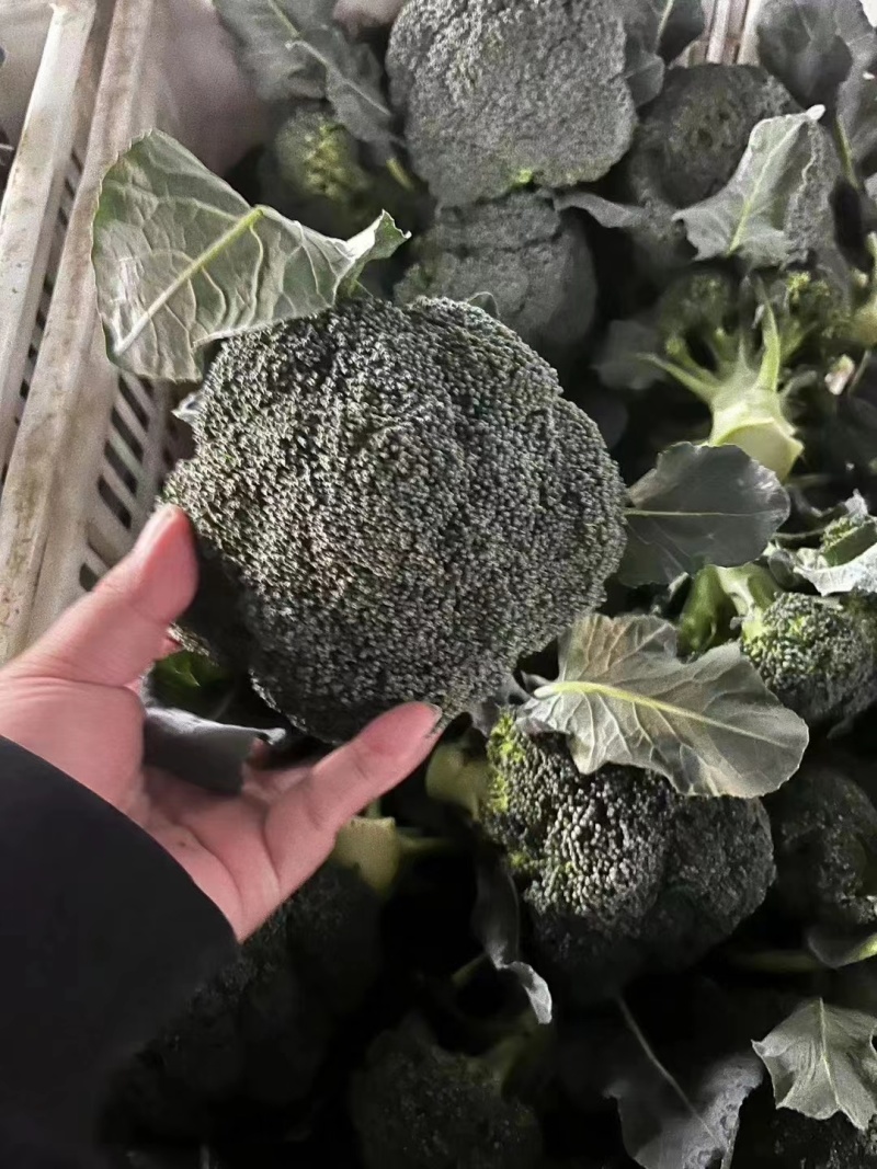 七星台镇精品西蓝花大量现货量大从优价格美丽