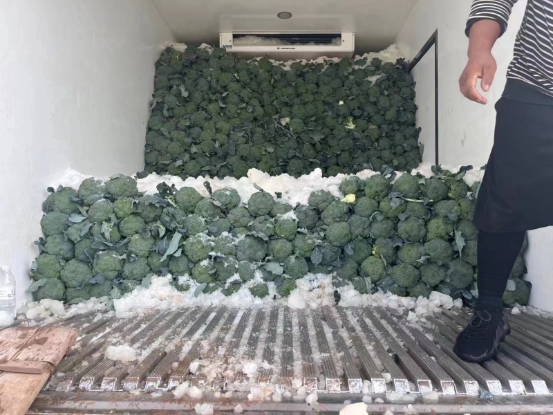 七星台镇精品西蓝花大量现货量大从优价格美丽