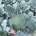 七星台镇精品西蓝花大量现货量大从优价格美丽