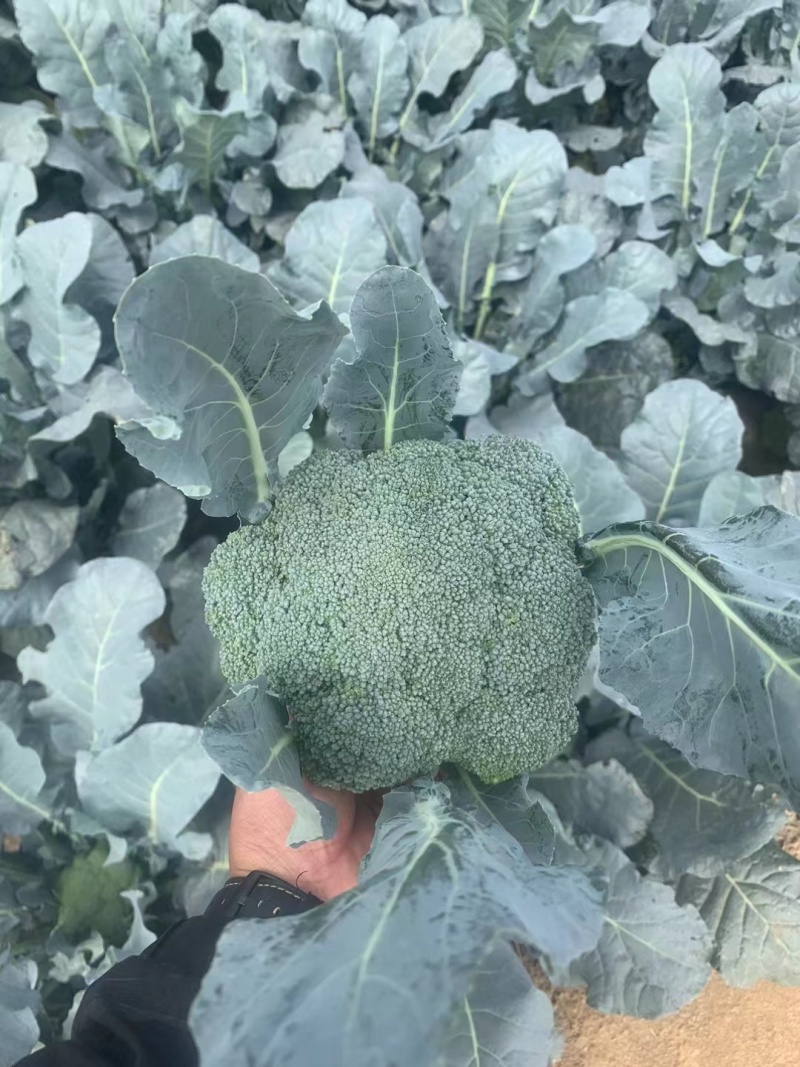 七星台镇精品西蓝花大量现货量大从优价格美丽