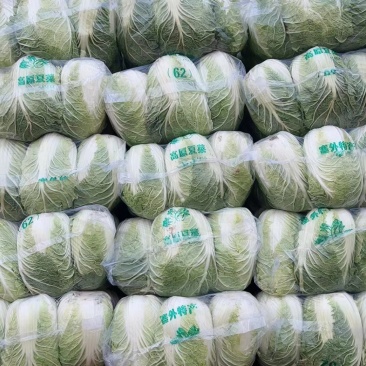 白菜大量现货一手货源量大从优价格实惠欢迎电话联系