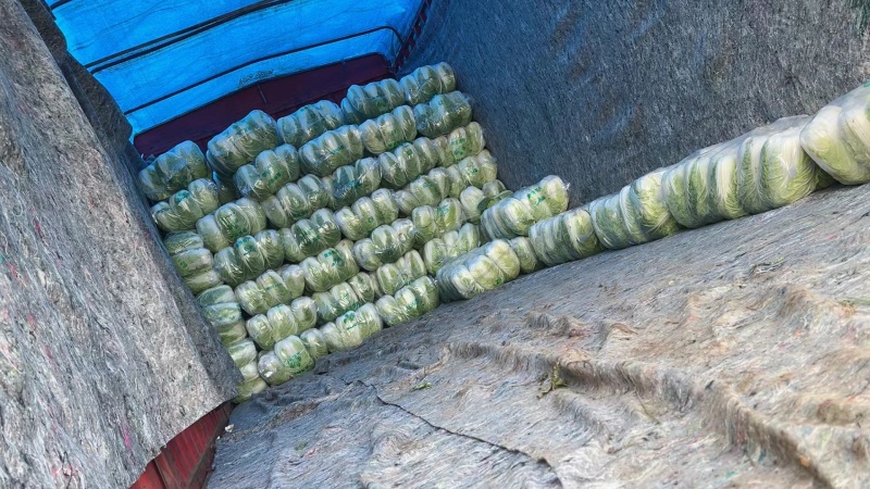 白菜大量现货一手货源量大从优价格实惠欢迎电话联系