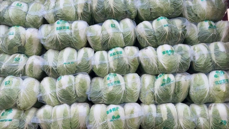 白菜大量现货一手货源量大从优价格实惠欢迎电话联系