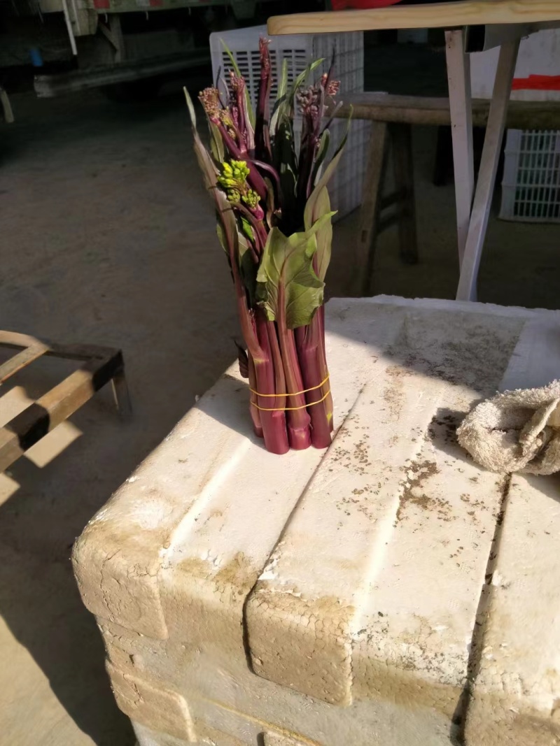 精品红菜苔大量有货欢迎实地考察支持视频看货欢迎联系