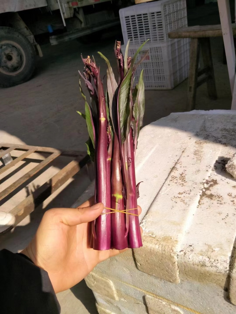 精品红菜苔大量有货欢迎实地考察支持视频看货欢迎联系