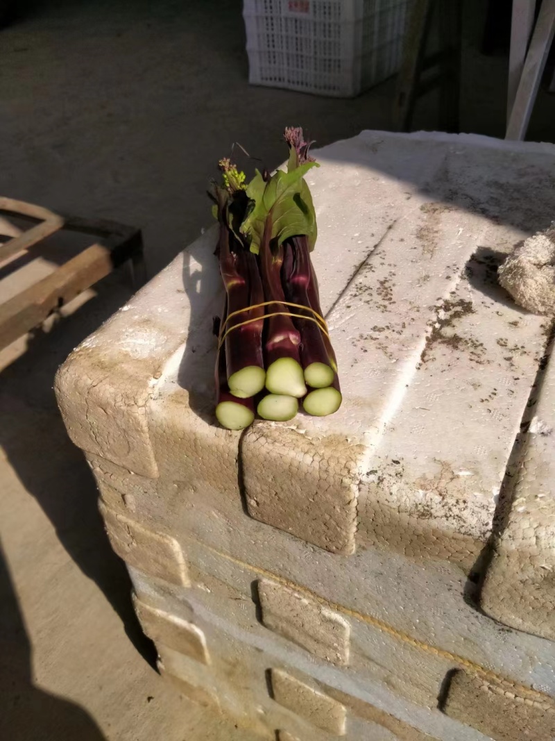 精品红菜苔大量有货欢迎实地考察支持视频看货欢迎联系