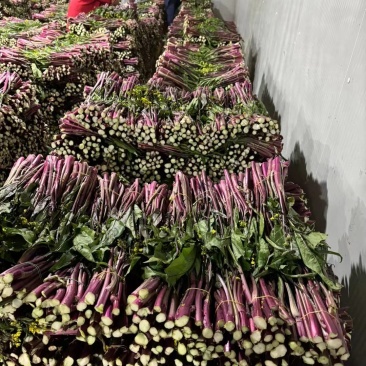 精品红菜苔大量有货欢迎实地考察支持视频看货欢迎联系