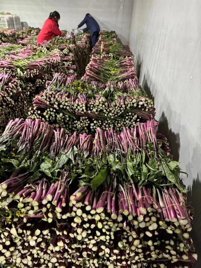 精品红菜苔大量有货欢迎实地考察支持视频看货欢迎联系