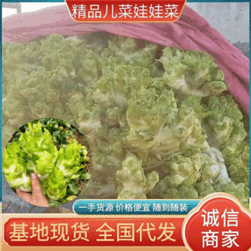 浙江儿菜现砍现发随到随装现货供应可全国发货