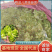 浙江儿菜现砍现发随到随装现货供应可全国发货