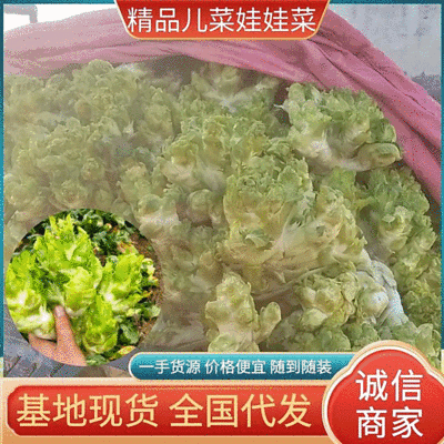 浙江儿菜现砍现发随到随装现货供应可全国发货