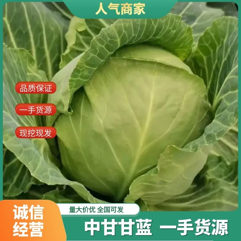江苏东台精品甘蓝一手货源支持全国代发量大优惠
