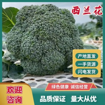 盐城精品西兰花大量上市一手货源支持全国代发量大优惠