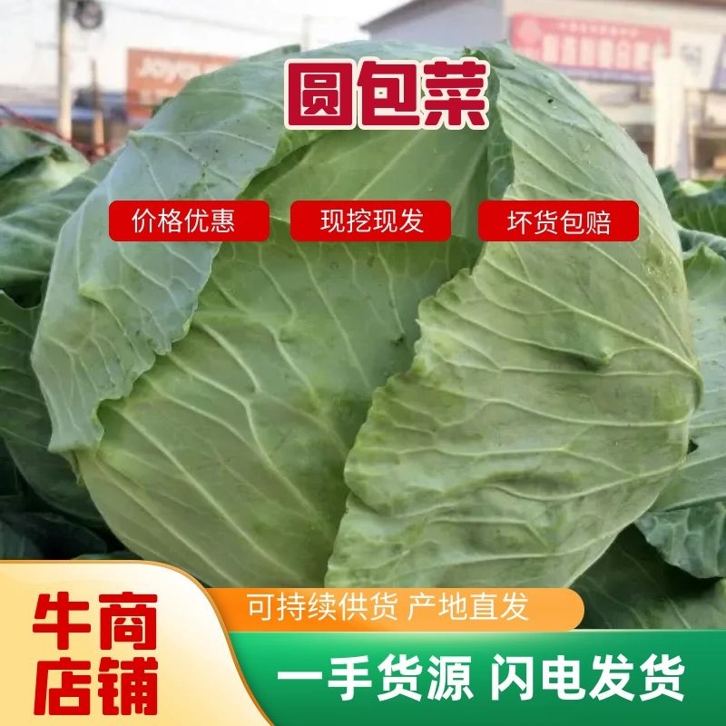 江苏东台精品包菜产地一手货源支持全国代发