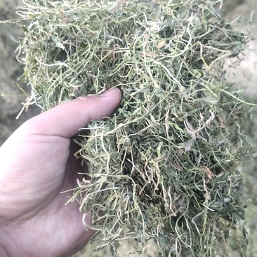 水洗带根半边莲大量现货一手货源量大从优欢迎电话