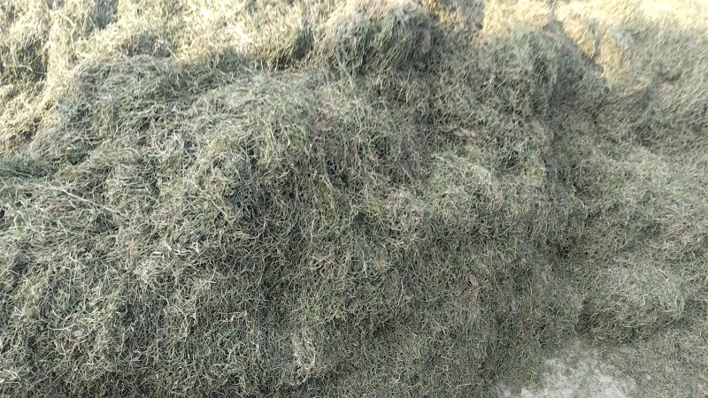 半边莲大量现货支持视频看货量大从优价格实惠欢迎电话
