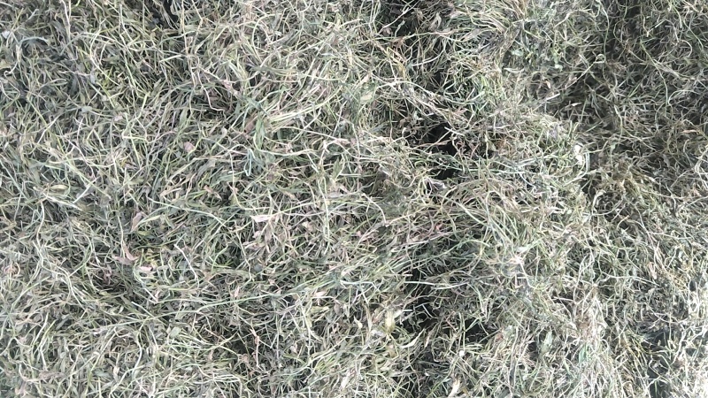 半边莲大量现货支持视频看货量大从优价格实惠欢迎电话