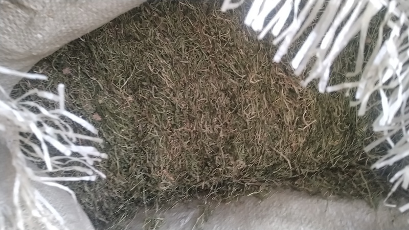 半边莲大量现货支持视频看货量大从优价格实惠欢迎电话