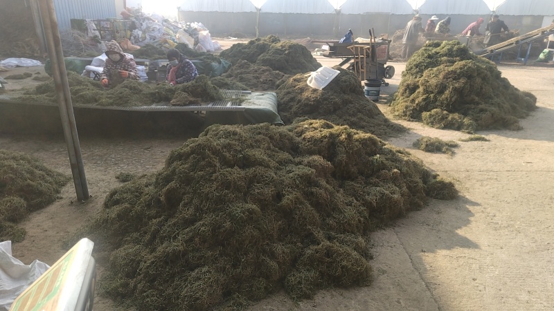 半边莲，野生，家种，各种规格都有大量现货欢迎电话联系