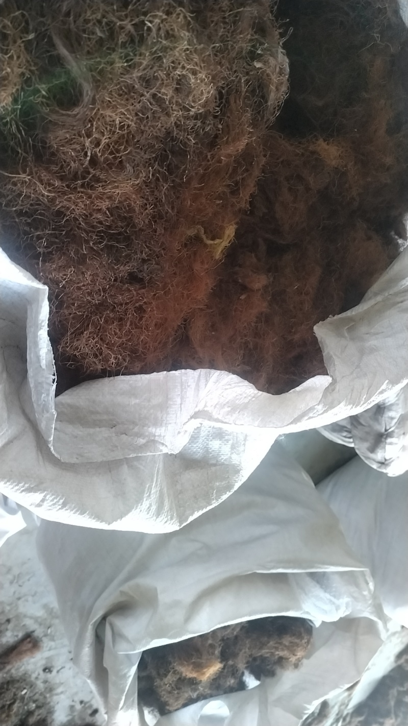 玉米须大量现货，各种规格，具体电话联系价格优惠量大从优