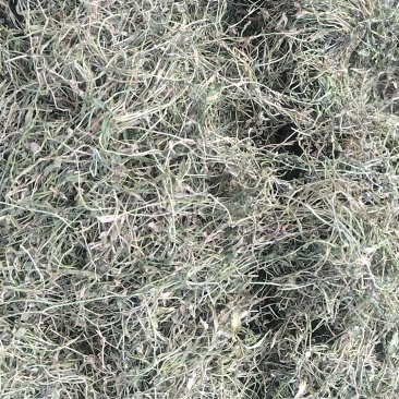半边莲大量现货场地直发一手货源量大从优欢迎电话
