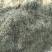 半边莲大量现货场地直发一手货源量大从优欢迎电话