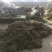 半边莲大量现货场地直发一手货源量大从优欢迎电话