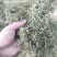 半边莲大量现货场地直发一手货源量大从优欢迎电话