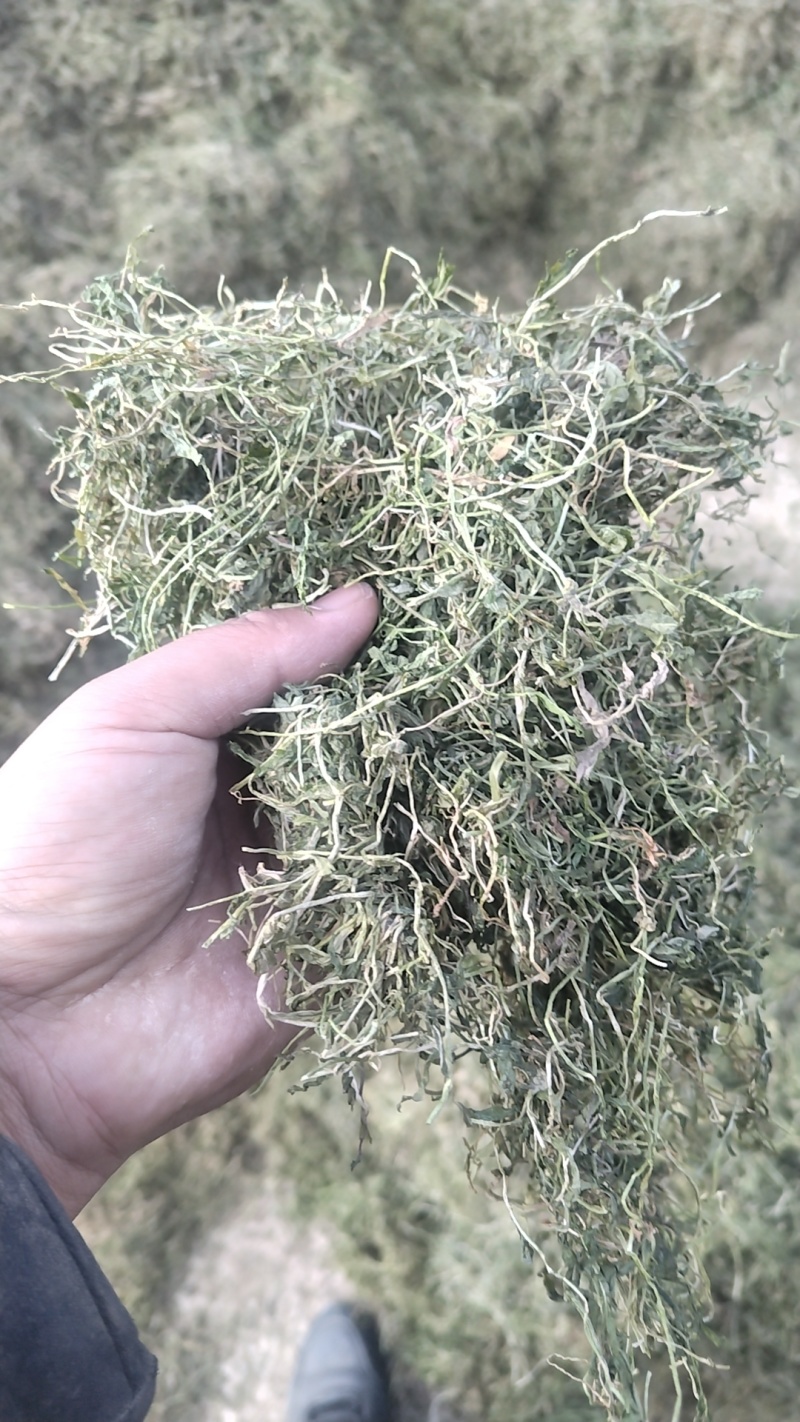 半边莲大量现货场地直发一手货源量大从优欢迎电话