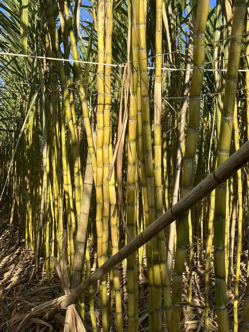 【推荐】黄皮甘蔗现大量供应了，对接全国各大市场，欢迎来电