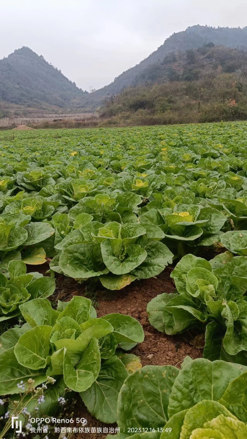 【黄心白菜】大量上市产地直发质量保证一手货源对接商超