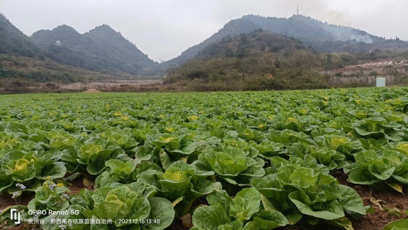 【黄心白菜】大量上市产地直发质量保证一手货源对接商超