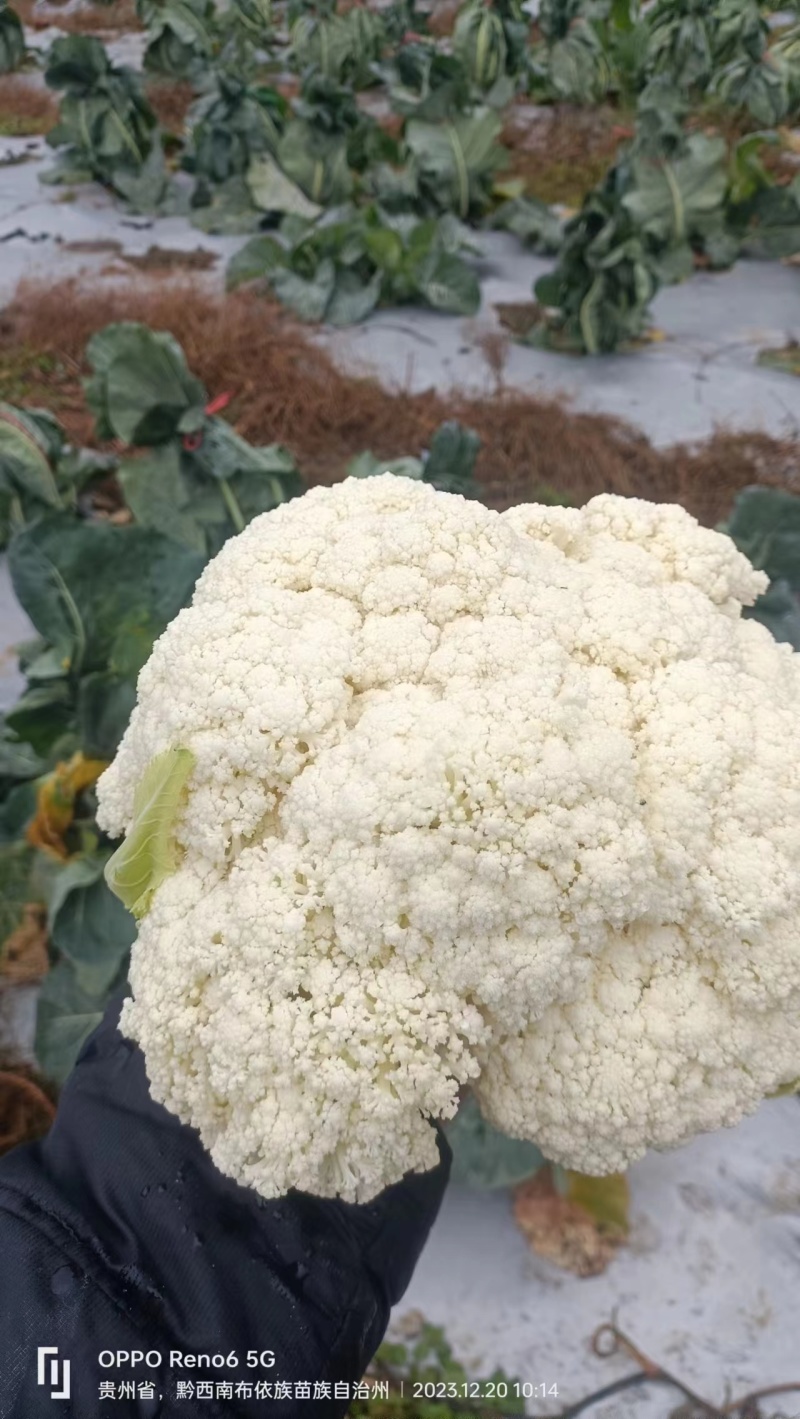 精品松花菜大量供应贵州产地直发质量保证货源充足欢迎订购