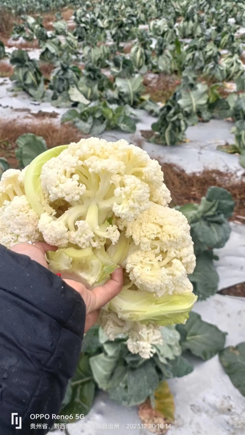 精品松花菜大量供应贵州产地直发质量保证货源充足欢迎订购