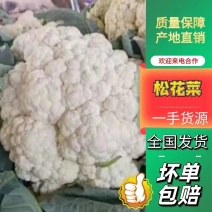 开封菜花松花菜产地直发大量现货价格便宜欢迎