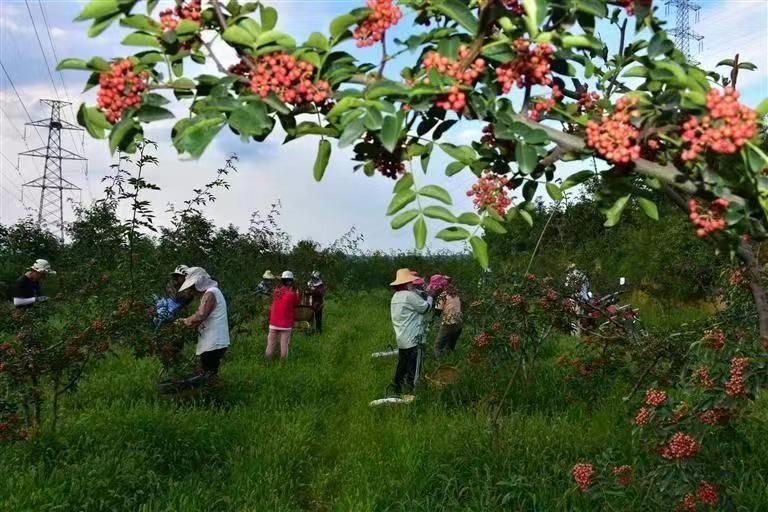 花椒采摘场景