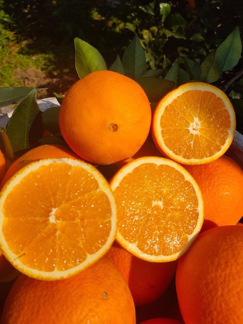 湖南纽荷尔脐橙，品质保证，产地直发，欢迎来电咨询