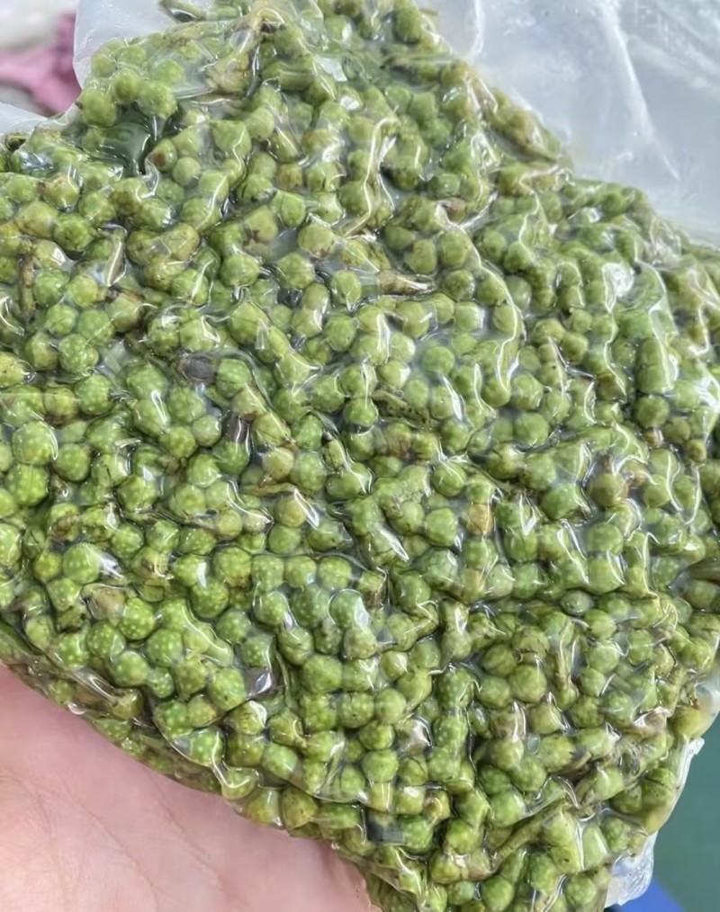 【热卖】陕西优质青花椒品质优良一手货源承接电商欢迎洽谈