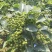 【热卖】陕西优质青花椒品质优良一手货源承接电商欢迎洽谈
