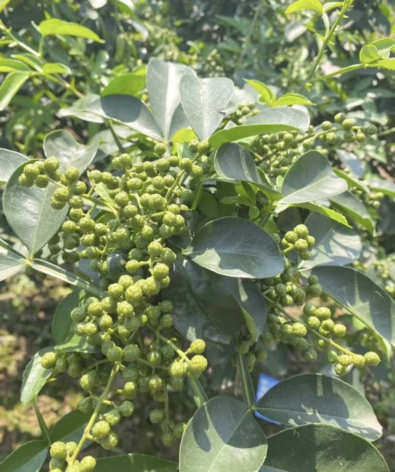 【热卖】陕西优质青花椒品质优良一手货源承接电商欢迎洽谈